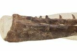 Fossil Mosasaur (Tethysaurus) Jaw - Asfla, Morocco #266936-1